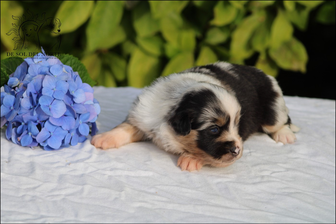 De Sol Del Norte - Chiots disponibles - Berger Américain Miniature 