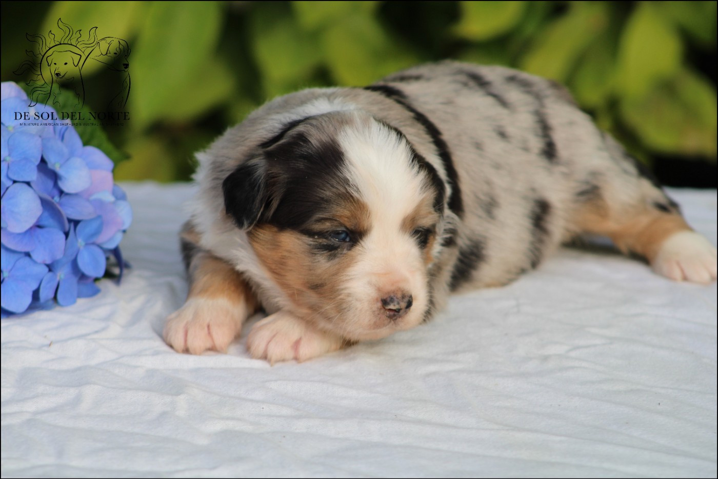 De Sol Del Norte - Chiots disponibles - Berger Américain Miniature 