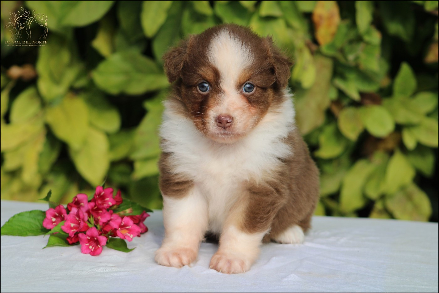 De Sol Del Norte - Chiots disponibles - Berger Australien