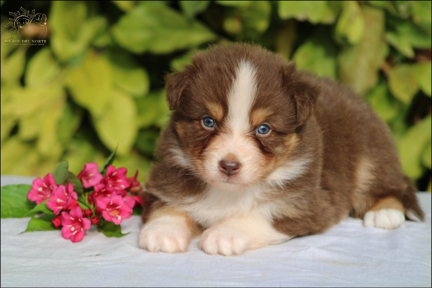 De Sol Del Norte - Chiots disponibles - Berger Australien