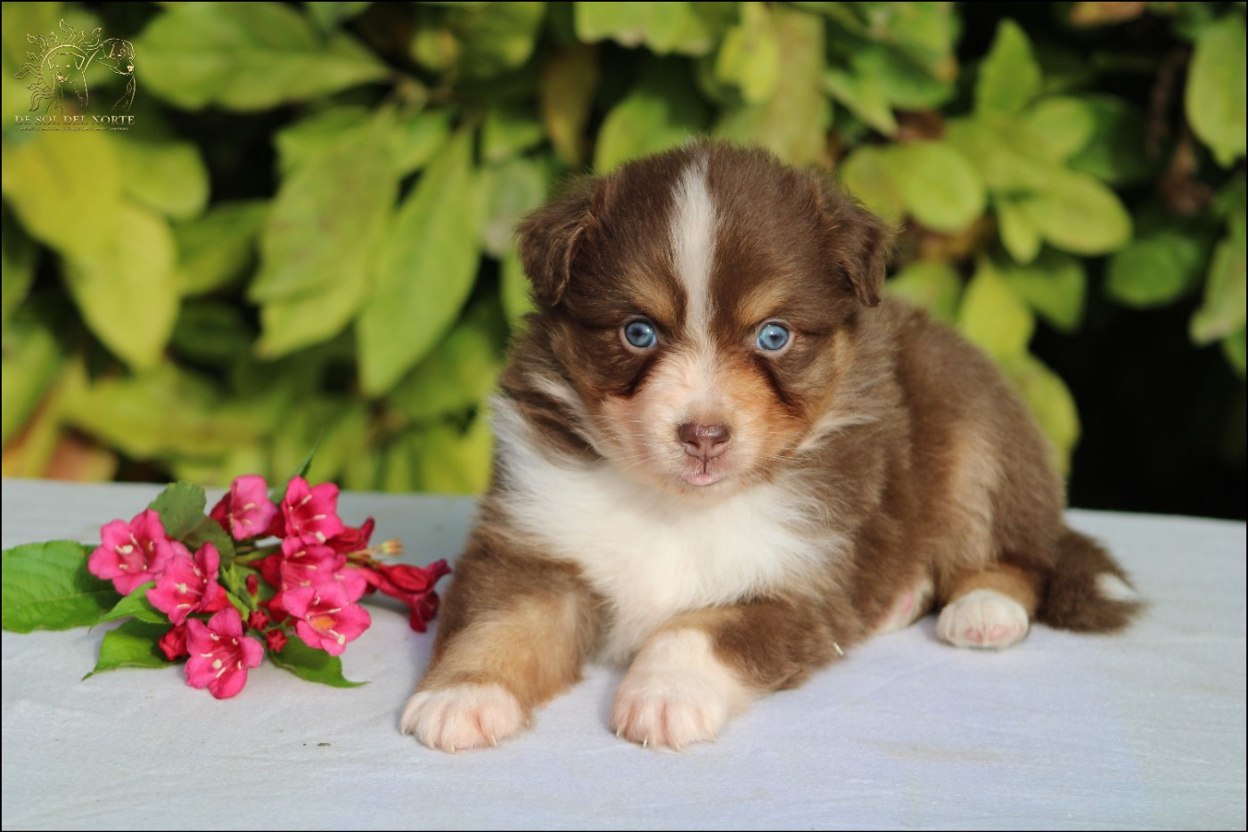 De Sol Del Norte - Chiots disponibles - Berger Australien