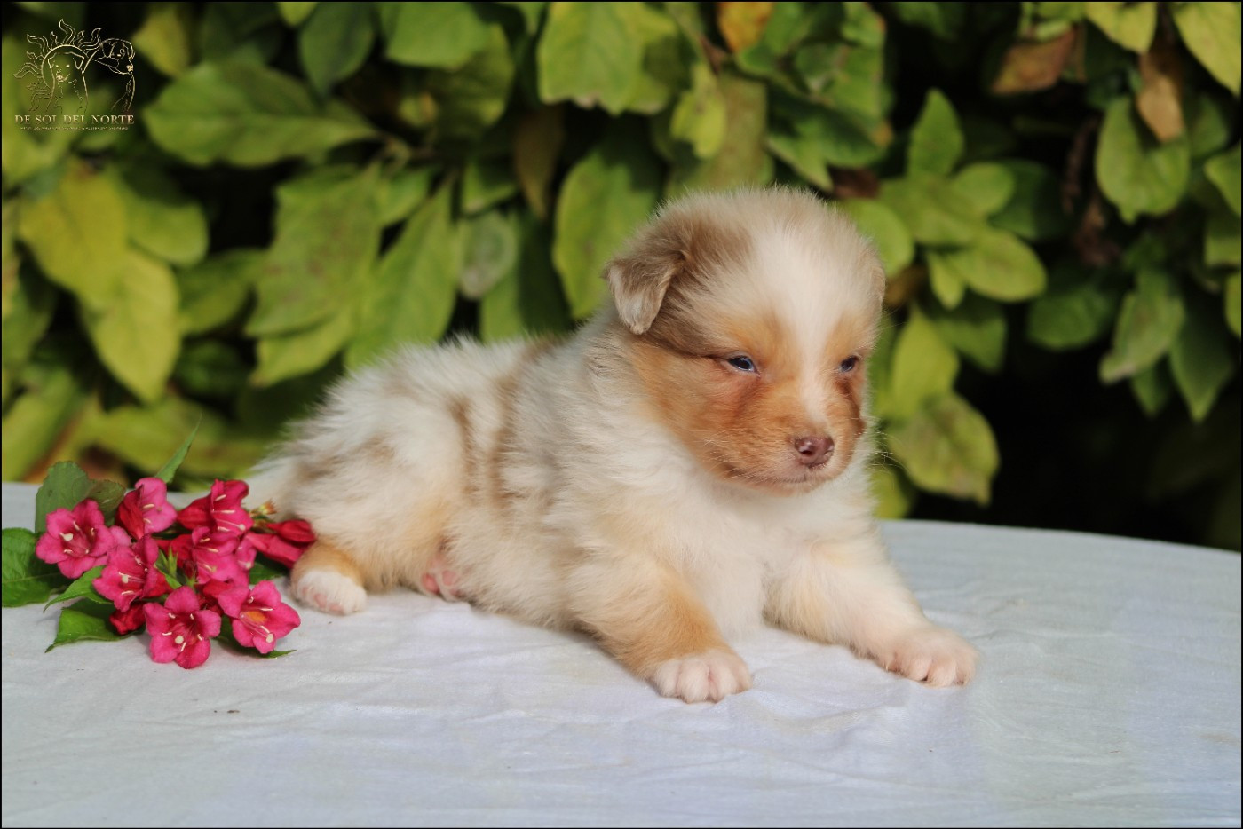 De Sol Del Norte - Chiots disponibles - Berger Australien