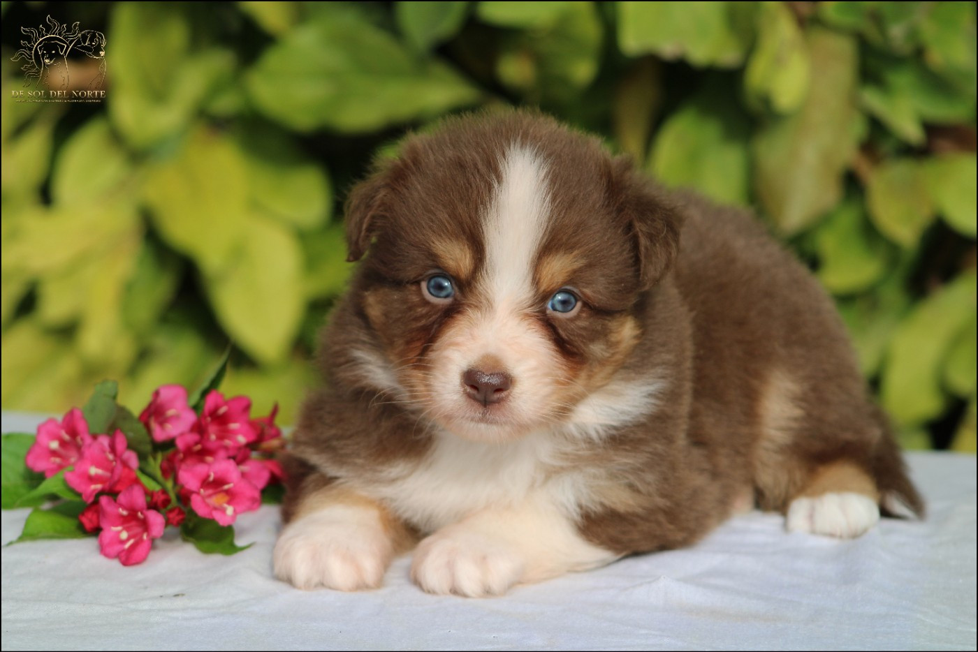 Chiot Berger Australien De Sol Del Norte