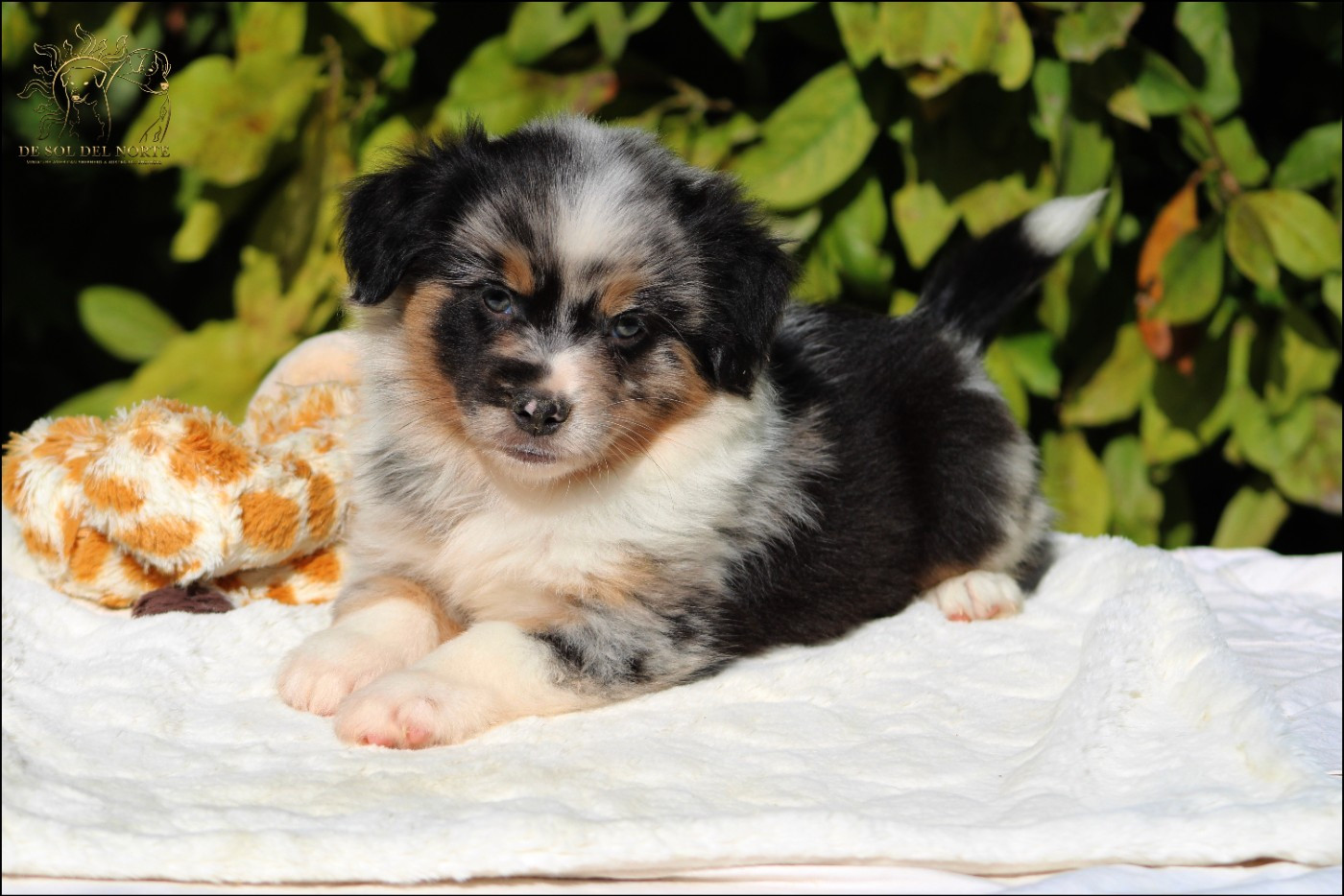 De Sol Del Norte - Chiots disponibles - Berger Américain Miniature 