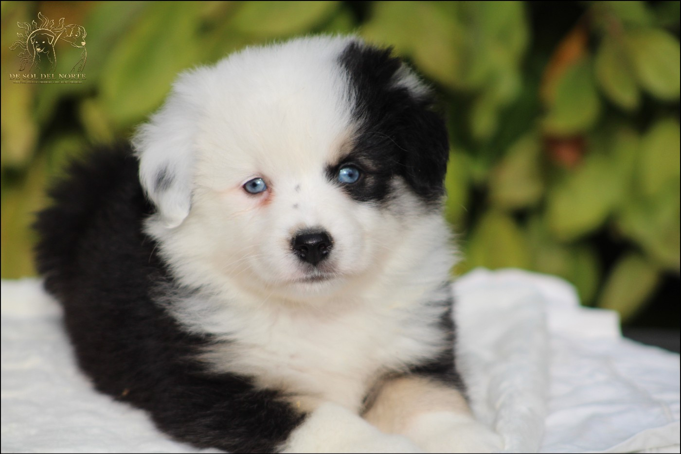 De Sol Del Norte - Chiots disponibles - Berger Américain Miniature 