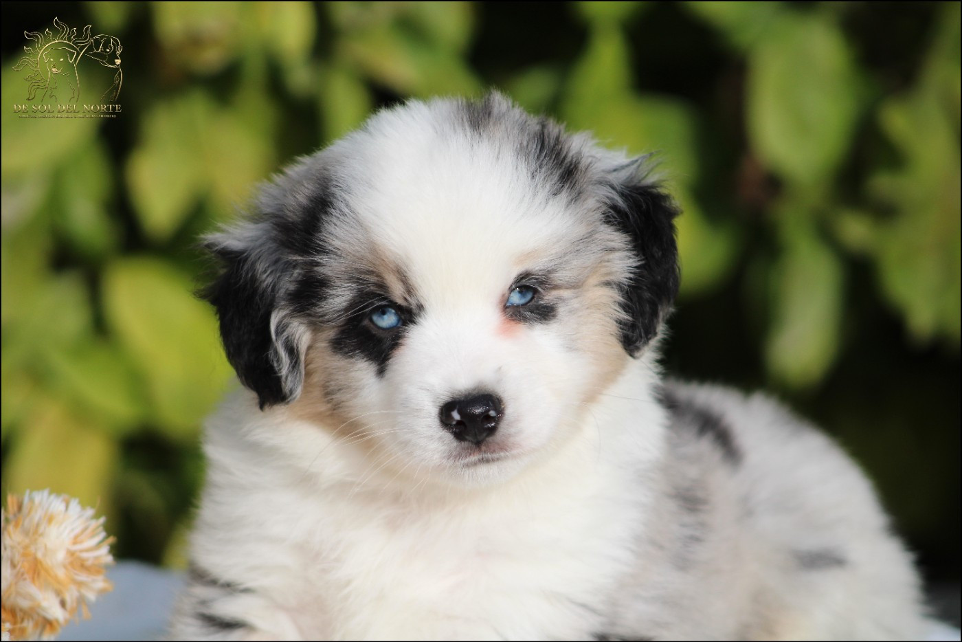Chiot Berger Américain Miniature  De Sol Del Norte