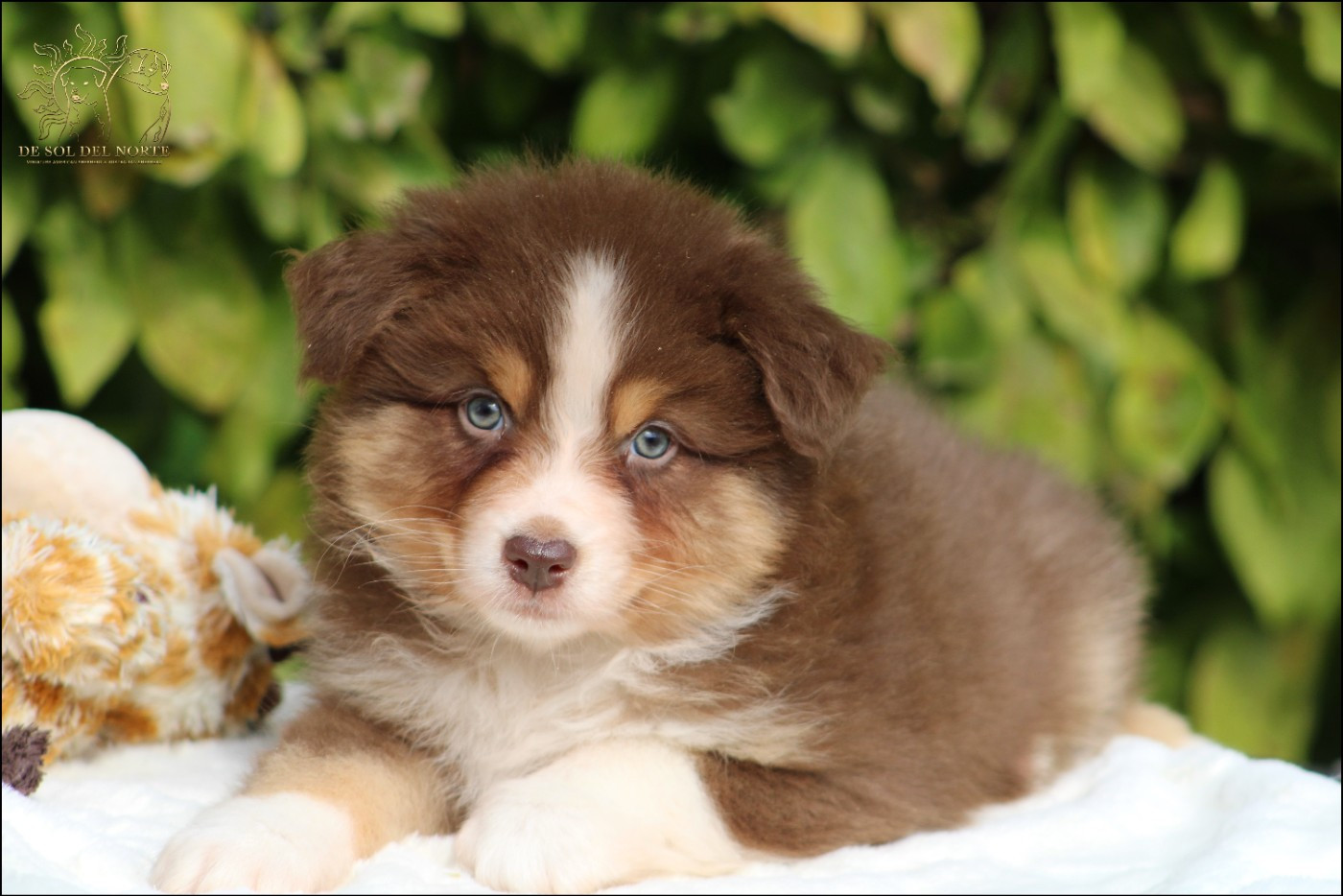 De Sol Del Norte - Chiots disponibles - Berger Australien