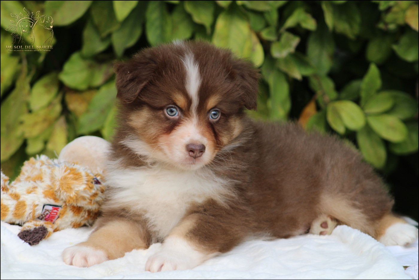 De Sol Del Norte - Chiots disponibles - Berger Australien
