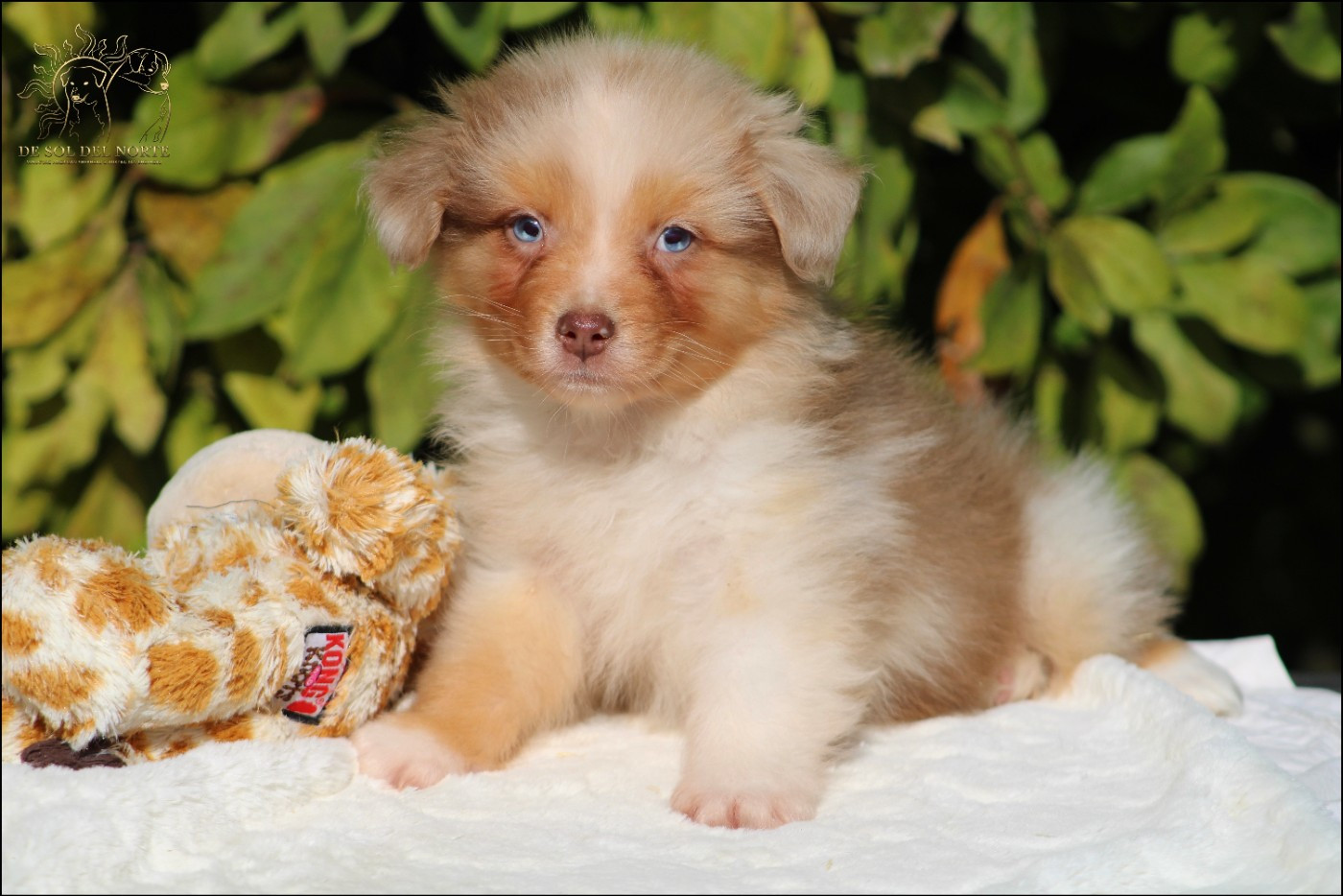 De Sol Del Norte - Chiots disponibles - Berger Australien