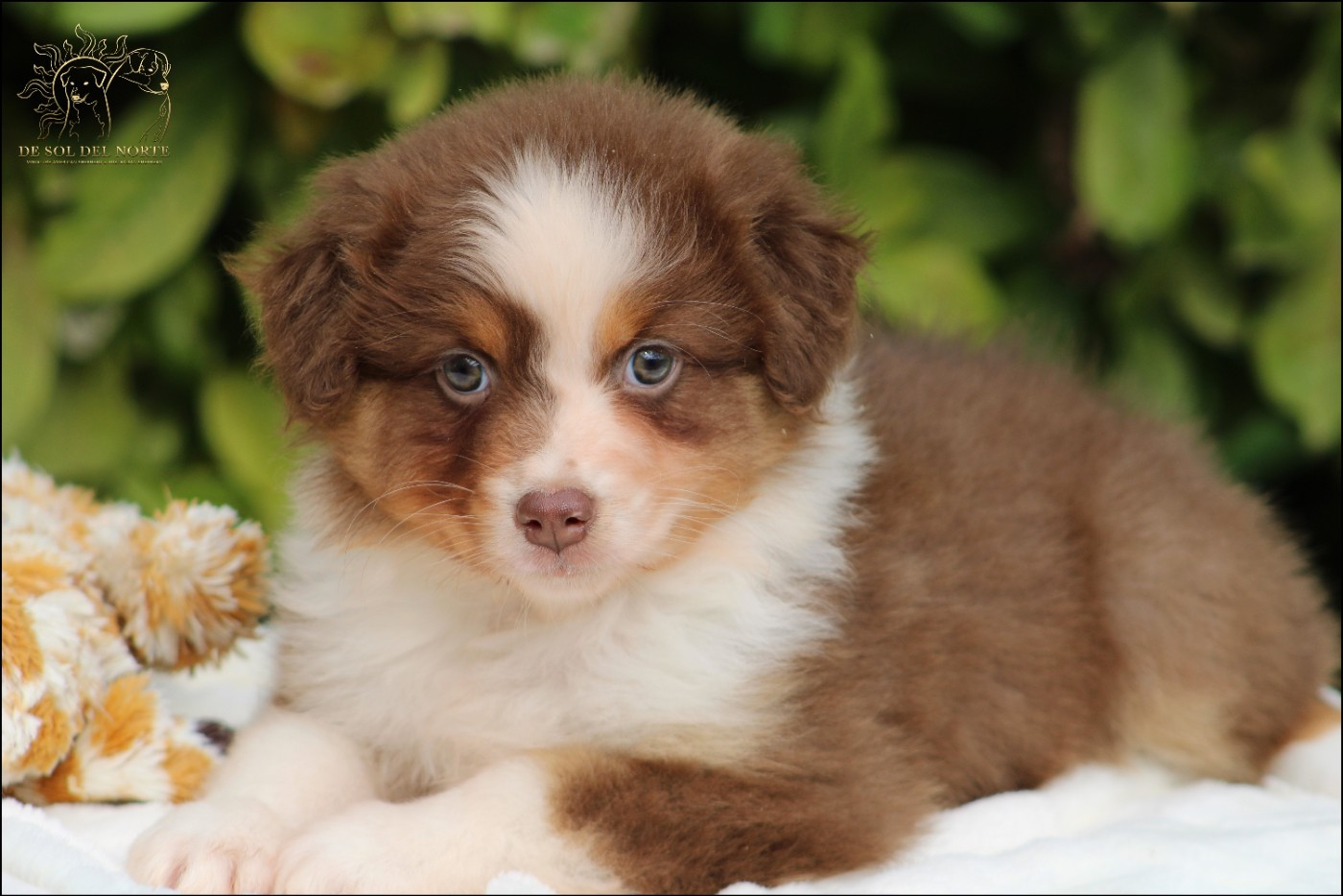 De Sol Del Norte - Chiots disponibles - Berger Australien