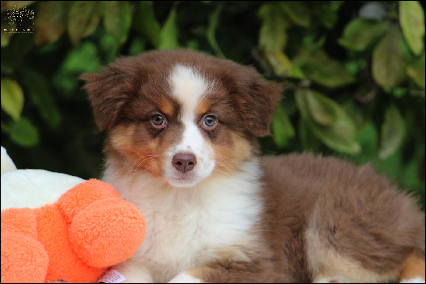 De Sol Del Norte - Chiots disponibles - Berger Australien