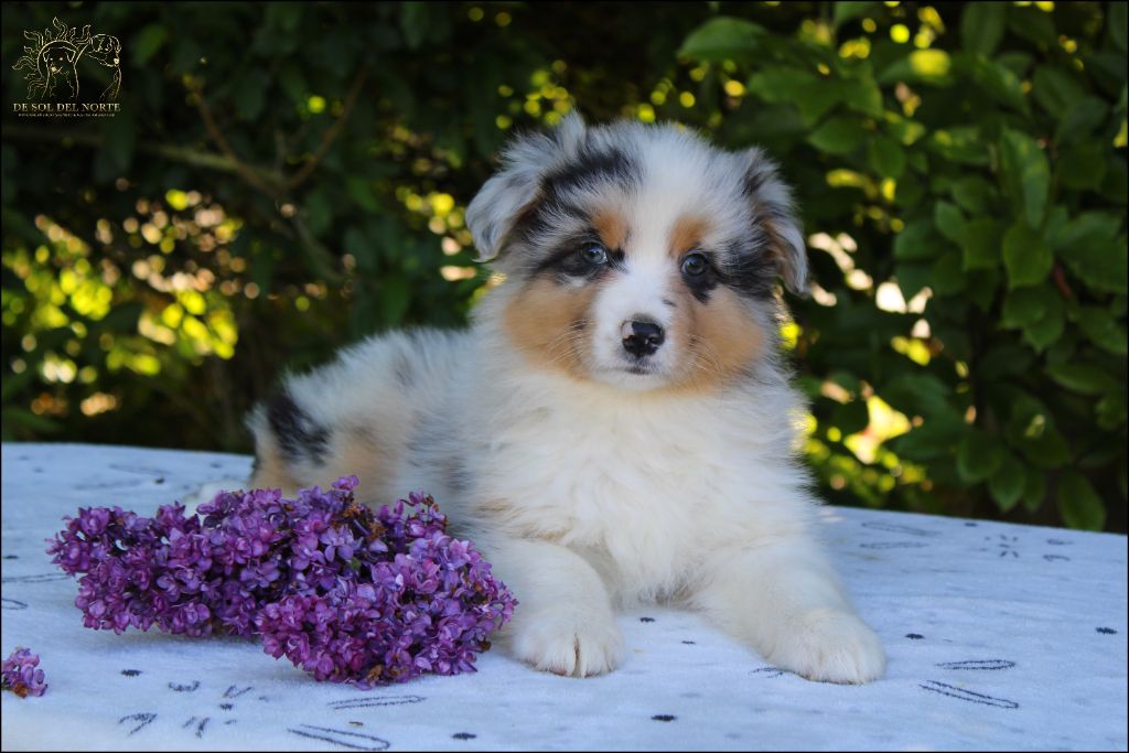 De Sol Del Norte - Chiots disponibles - Berger Australien