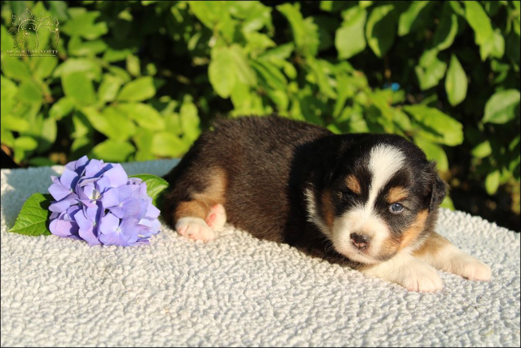 De Sol Del Norte - Chiots disponibles - Berger Australien