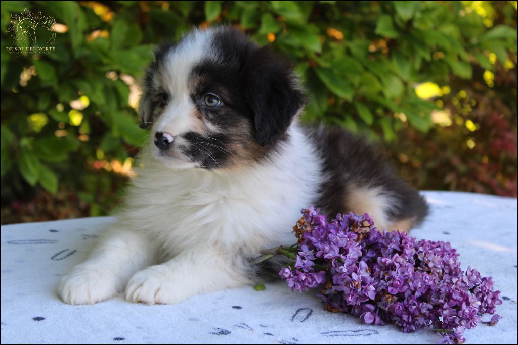 Chiot Berger Australien De Sol Del Norte