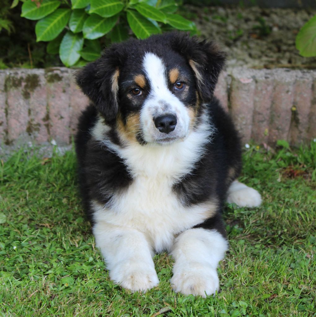 De Sol Del Norte - Chiots disponibles - Berger Australien