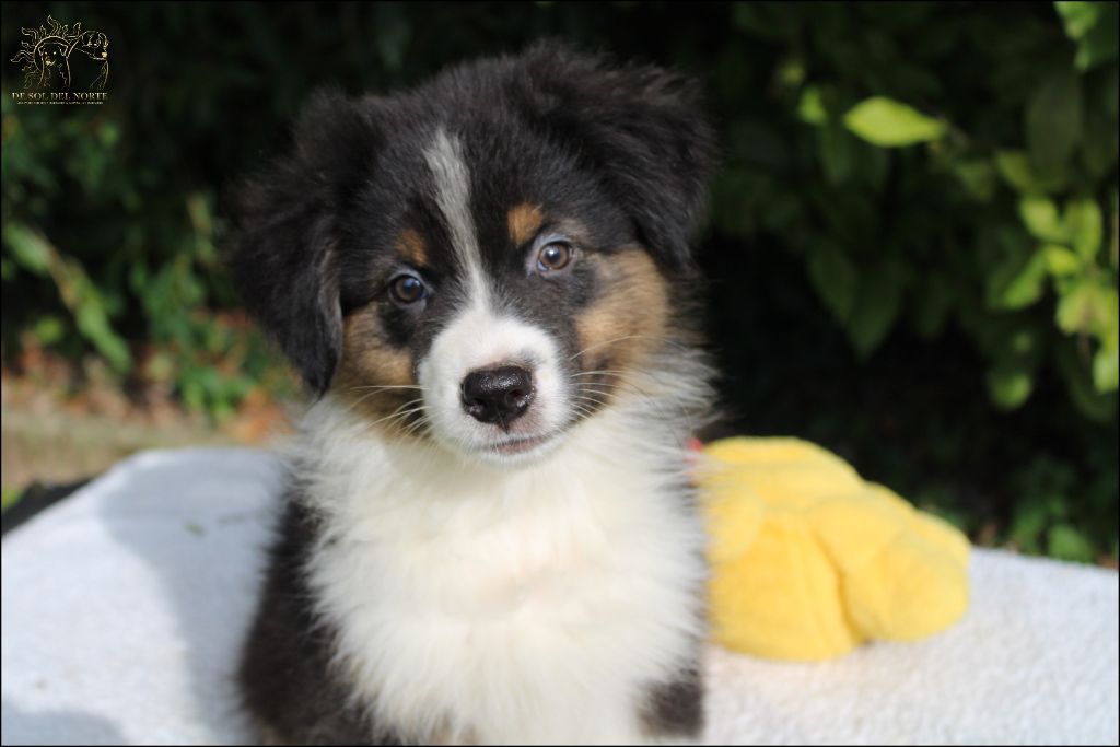 De Sol Del Norte - Chiots disponibles - Berger Australien
