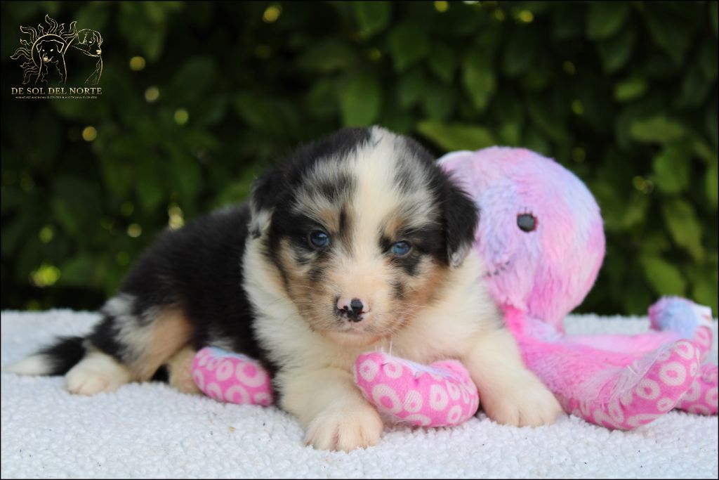 Chiot Berger Australien De Sol Del Norte
