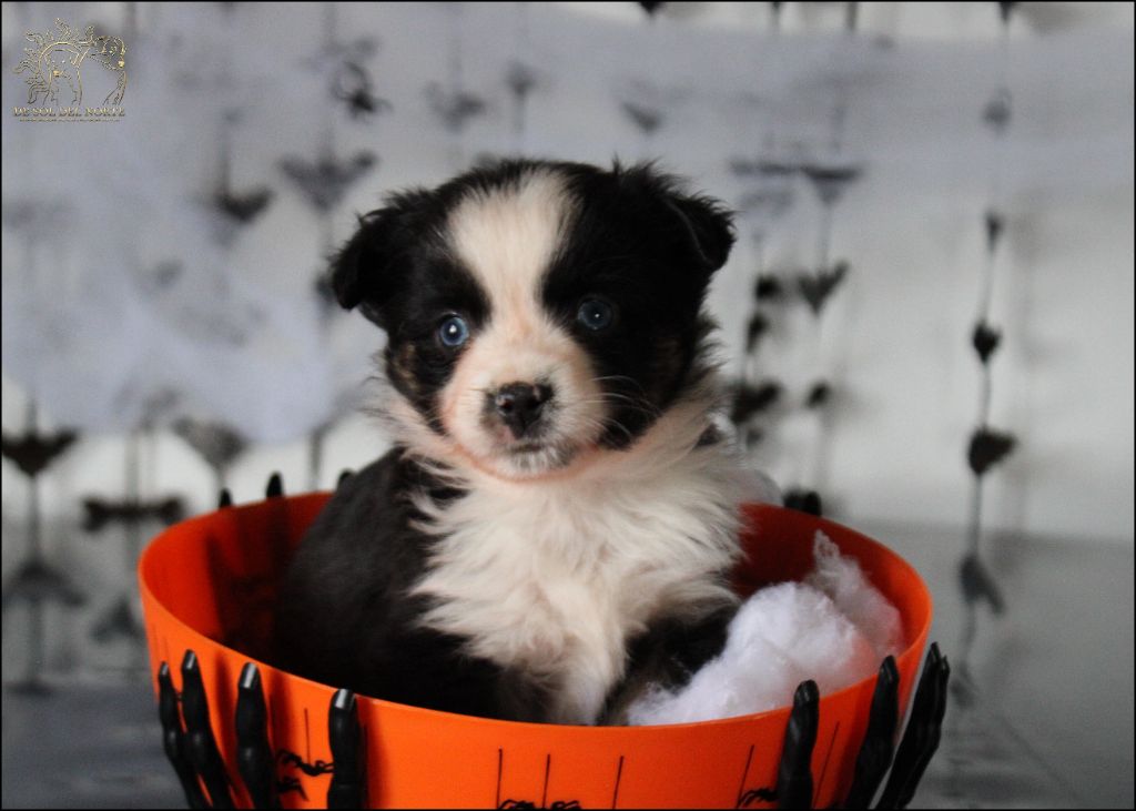 Chiot Berger Américain Miniature  De Sol Del Norte