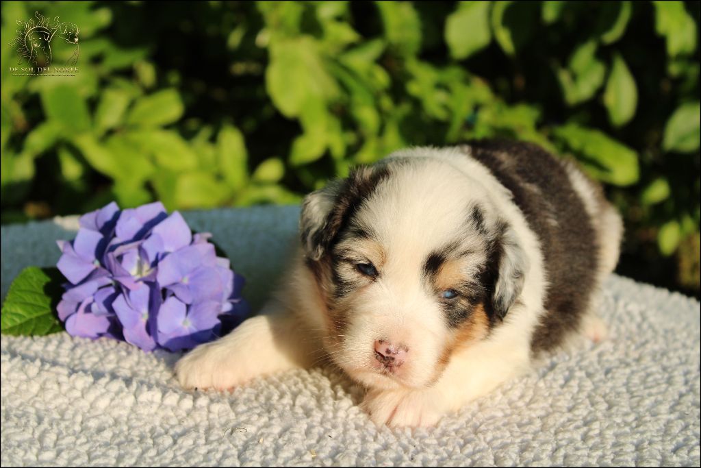 De Sol Del Norte - Chiots disponibles - Berger Australien