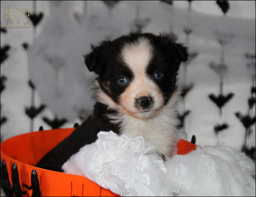 De Sol Del Norte - Chiots disponibles - Berger Américain Miniature 