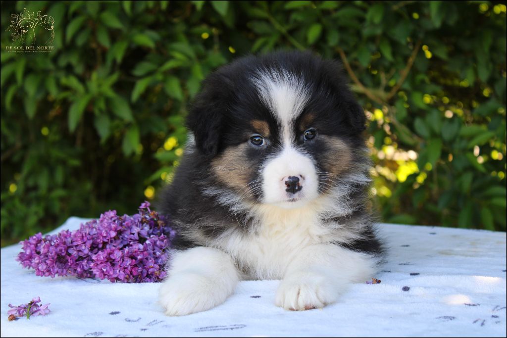 De Sol Del Norte - Chiots disponibles - Berger Australien