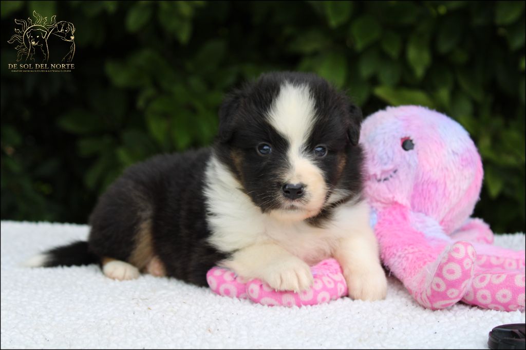 De Sol Del Norte - Chiots disponibles - Berger Australien