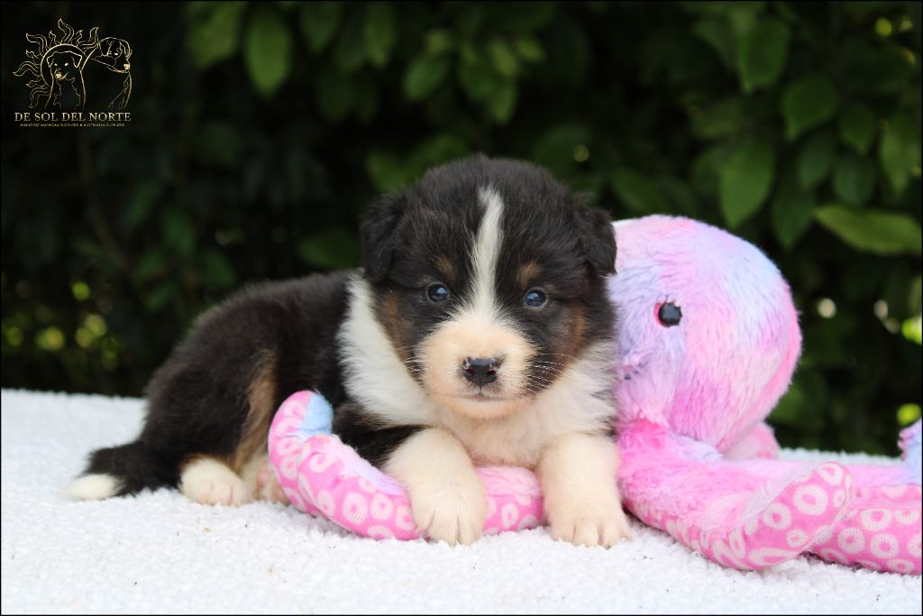 De Sol Del Norte - Chiots disponibles - Berger Australien