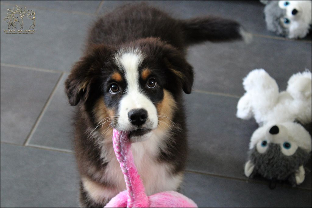 De Sol Del Norte - Chiots disponibles - Berger Australien