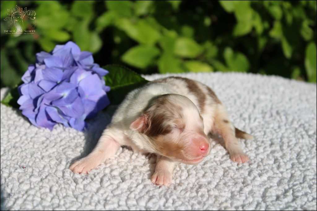 De Sol Del Norte - Chiots disponibles - Berger Australien
