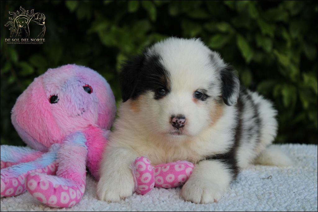 De Sol Del Norte - Chiots disponibles - Berger Australien