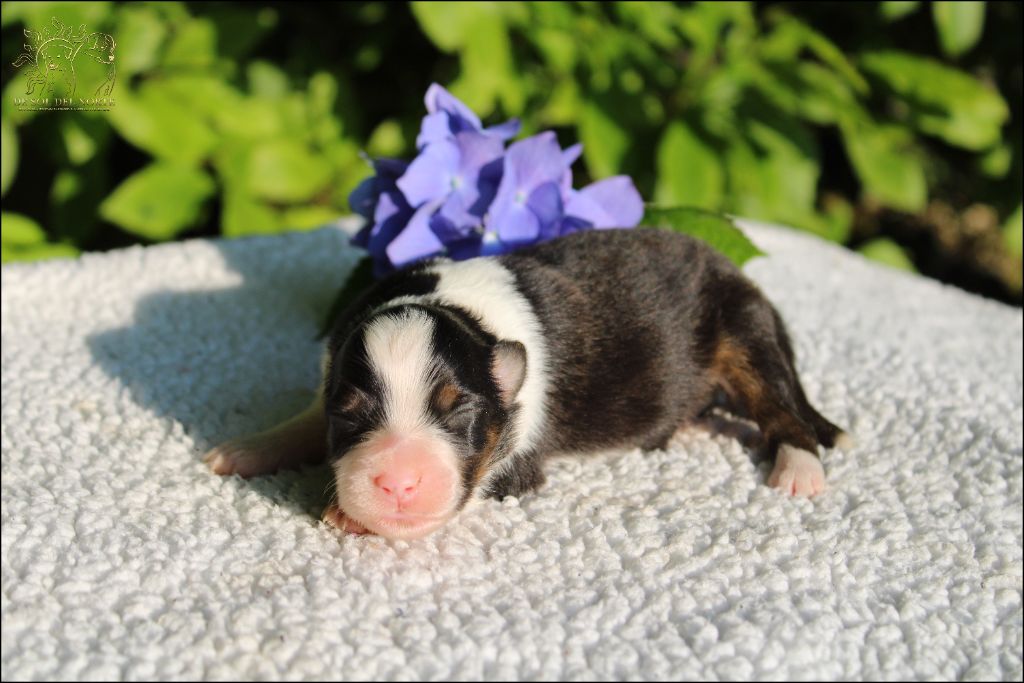 De Sol Del Norte - Chiots disponibles - Berger Australien