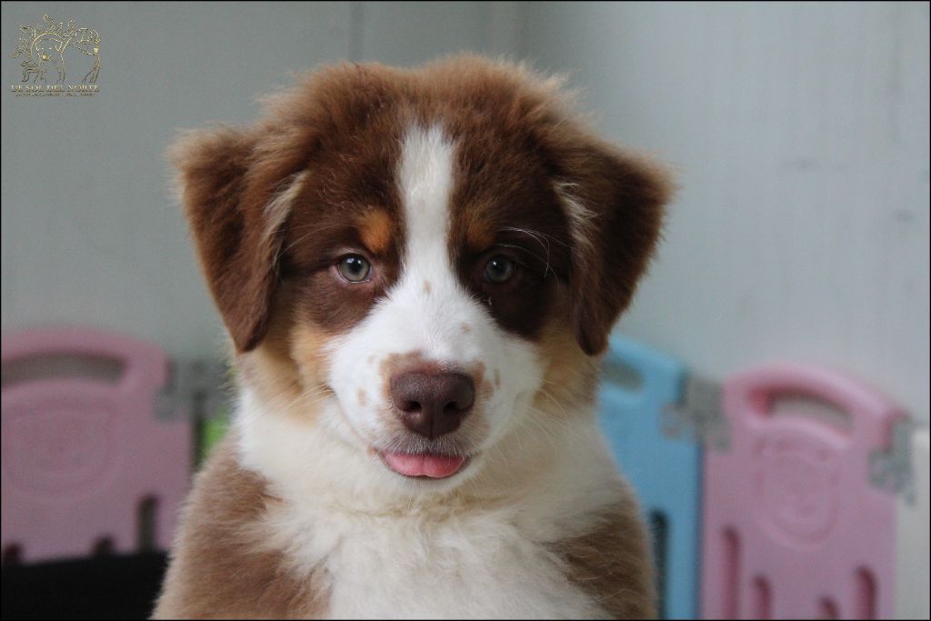 De Sol Del Norte - Chiots disponibles - Berger Australien