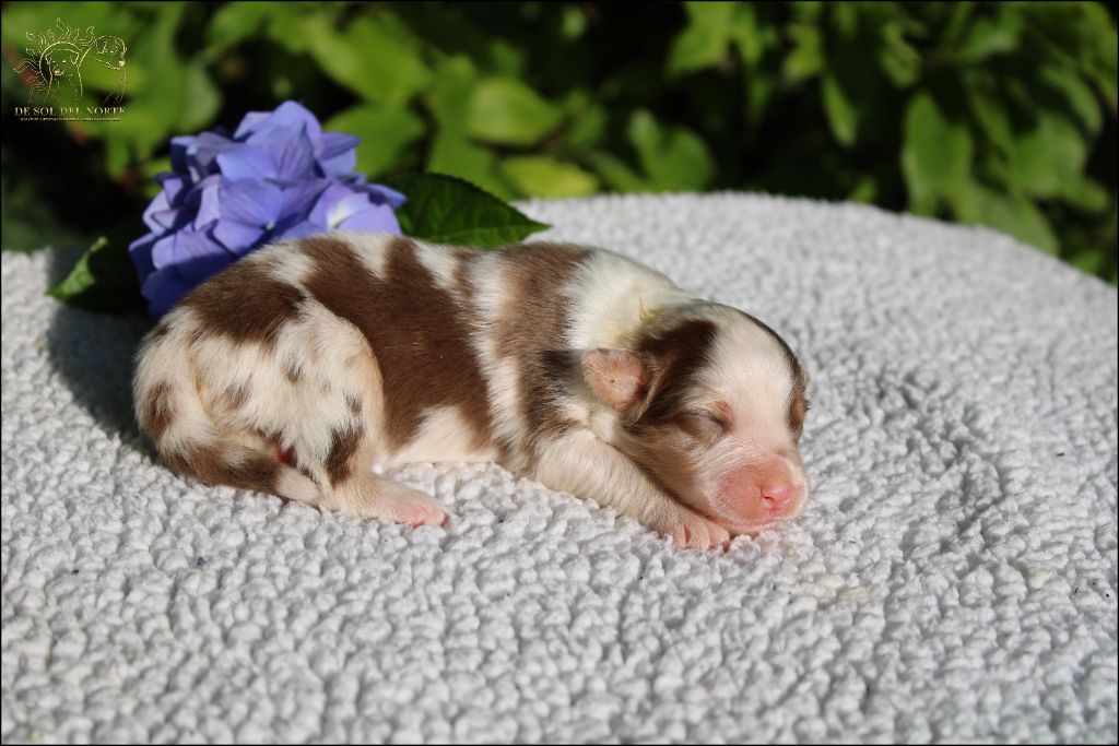 De Sol Del Norte - Chiots disponibles - Berger Australien