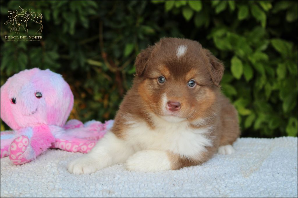 De Sol Del Norte - Chiots disponibles - Berger Australien