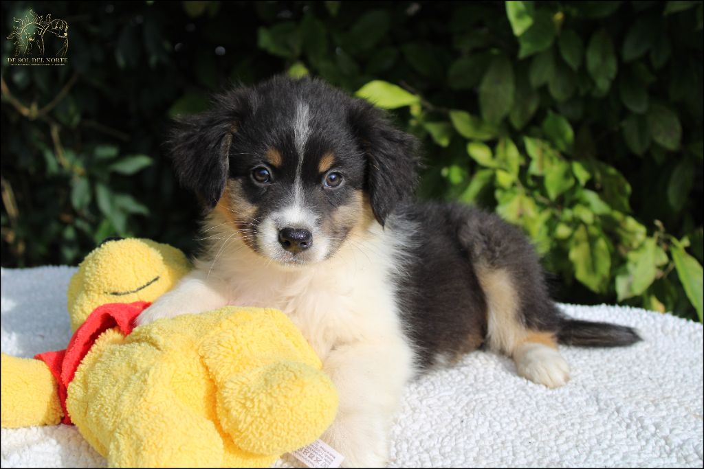 De Sol Del Norte - Chiots disponibles - Berger Australien