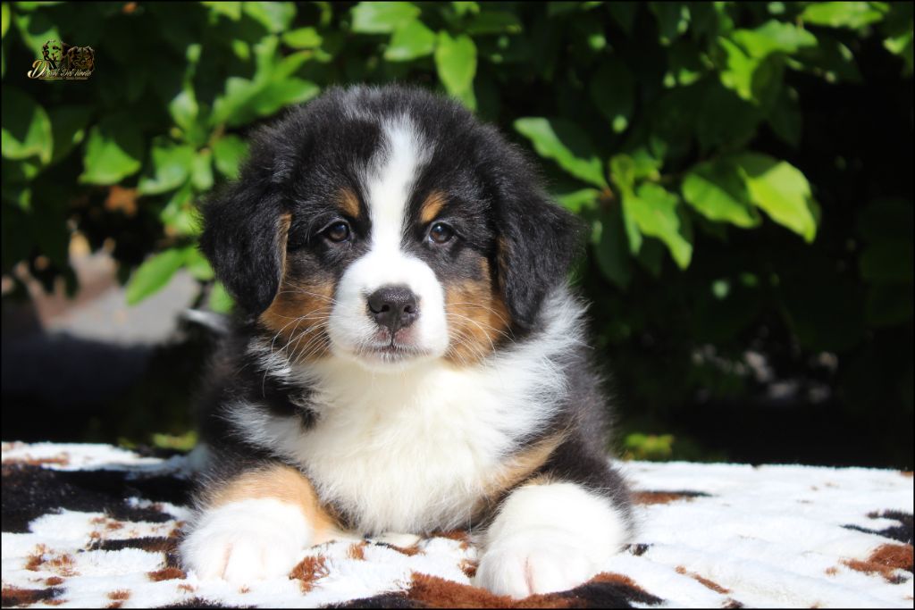 Chiot Berger Australien De Sol Del Norte