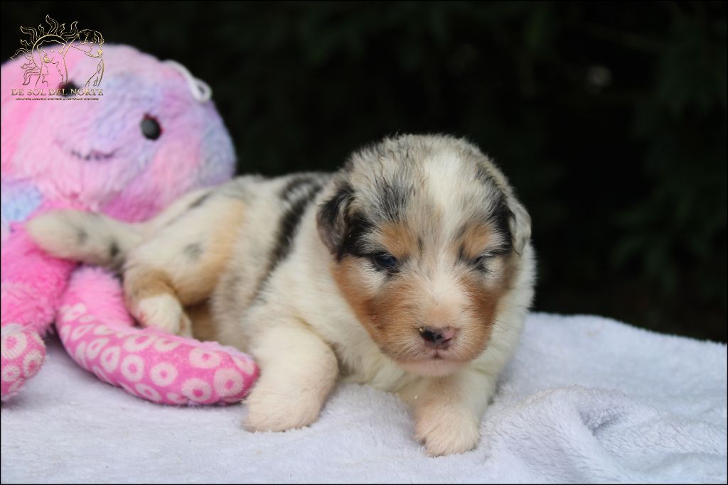 De Sol Del Norte - Chiots disponibles - Berger Australien