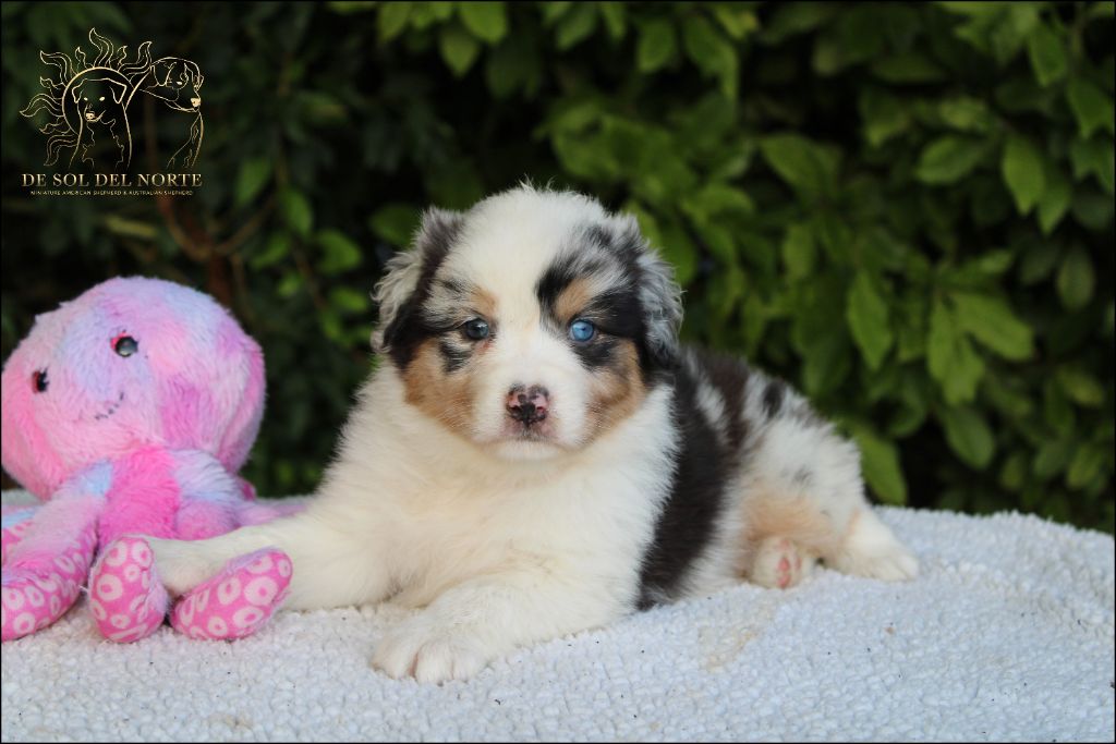 De Sol Del Norte - Chiots disponibles - Berger Australien