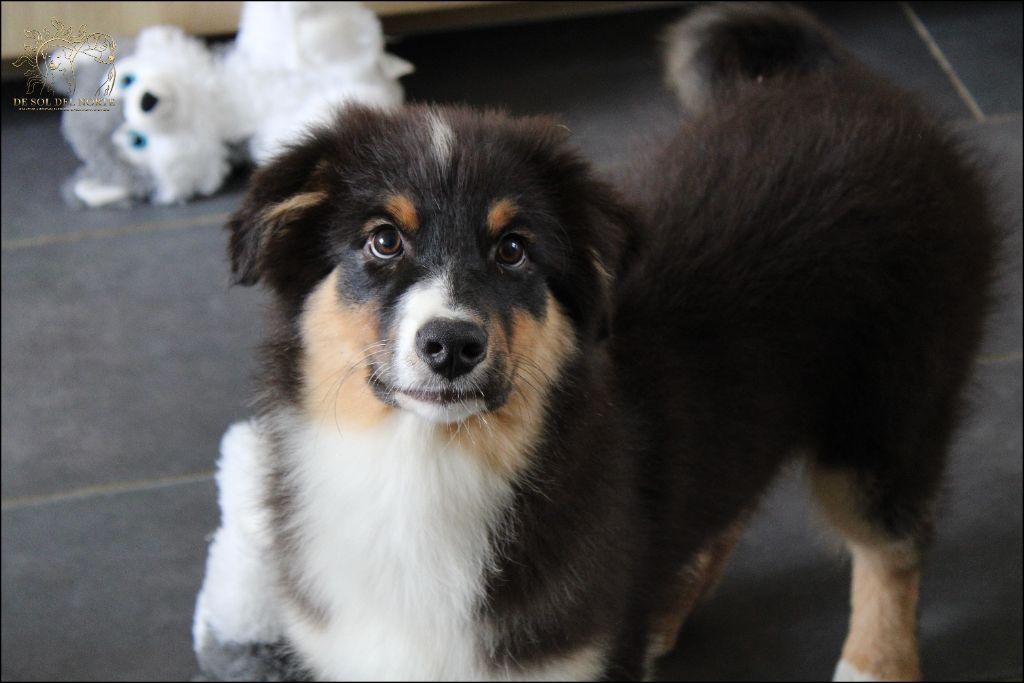 De Sol Del Norte - Chiots disponibles - Berger Australien