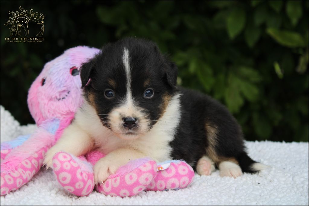 De Sol Del Norte - Chiots disponibles - Berger Australien