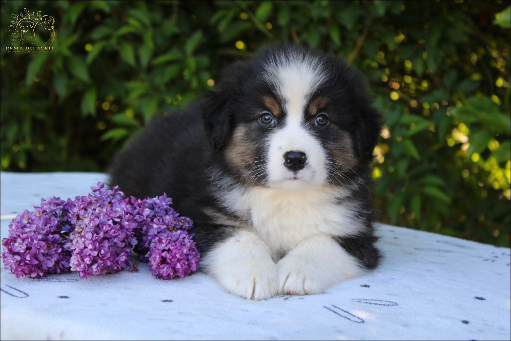 De Sol Del Norte - Chiots disponibles - Berger Australien