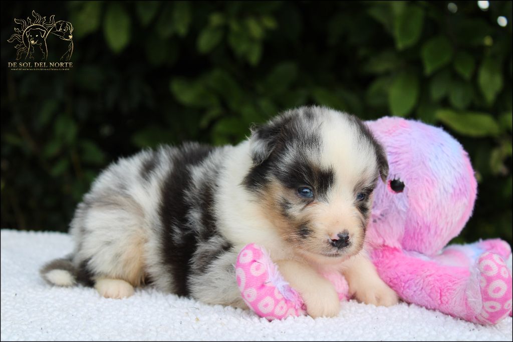 De Sol Del Norte - Chiots disponibles - Berger Australien