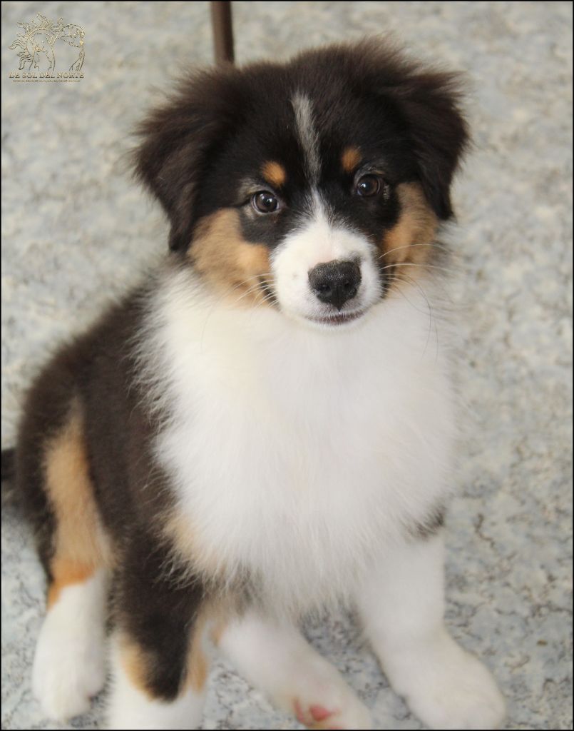 De Sol Del Norte - Chiots disponibles - Berger Australien