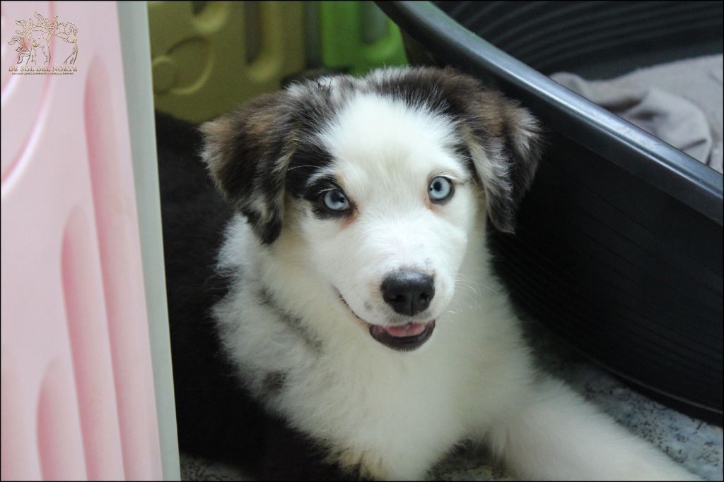 De Sol Del Norte - Chiots disponibles - Berger Australien