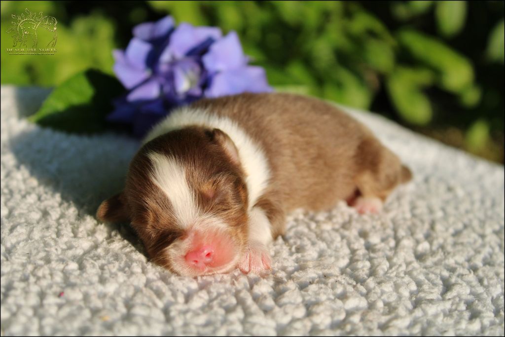 De Sol Del Norte - Chiots disponibles - Berger Australien