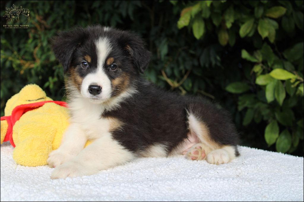 De Sol Del Norte - Chiots disponibles - Berger Australien