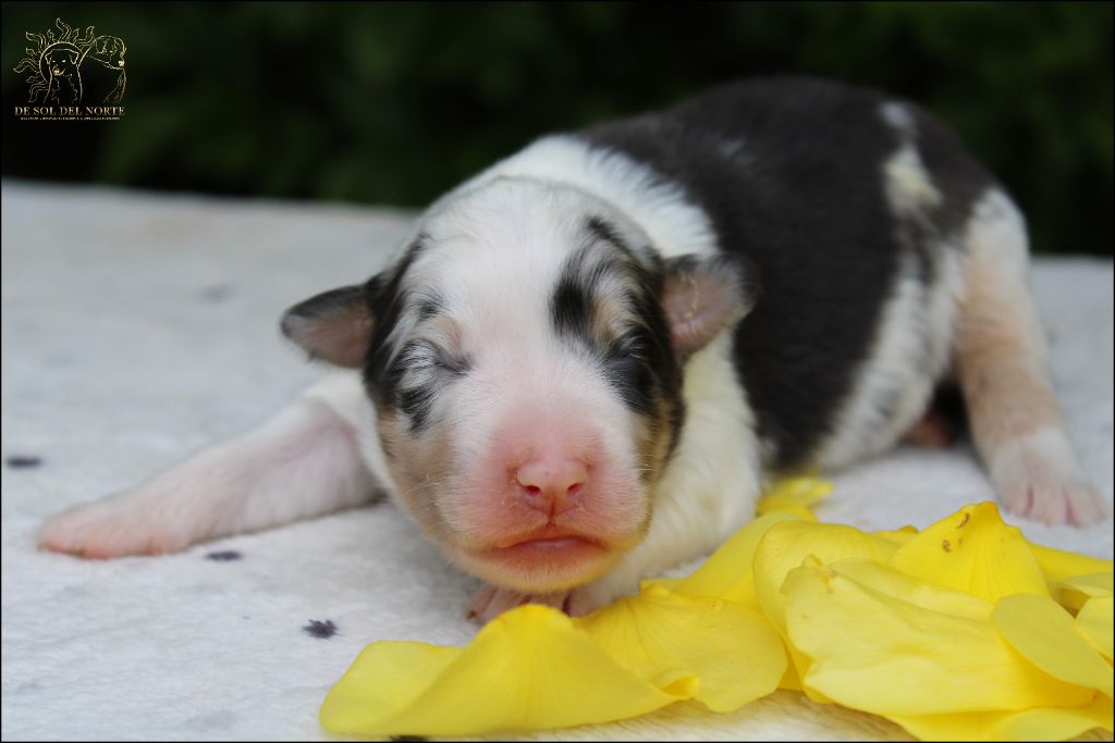De Sol Del Norte - Chiots disponibles - Berger Australien