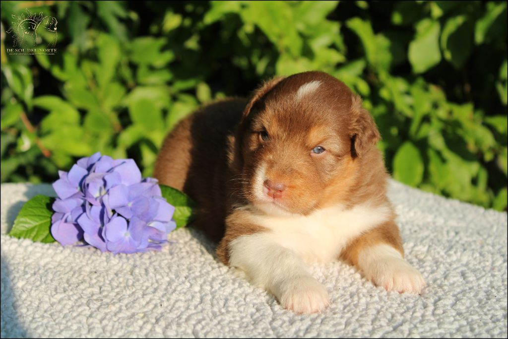 De Sol Del Norte - Chiots disponibles - Berger Australien