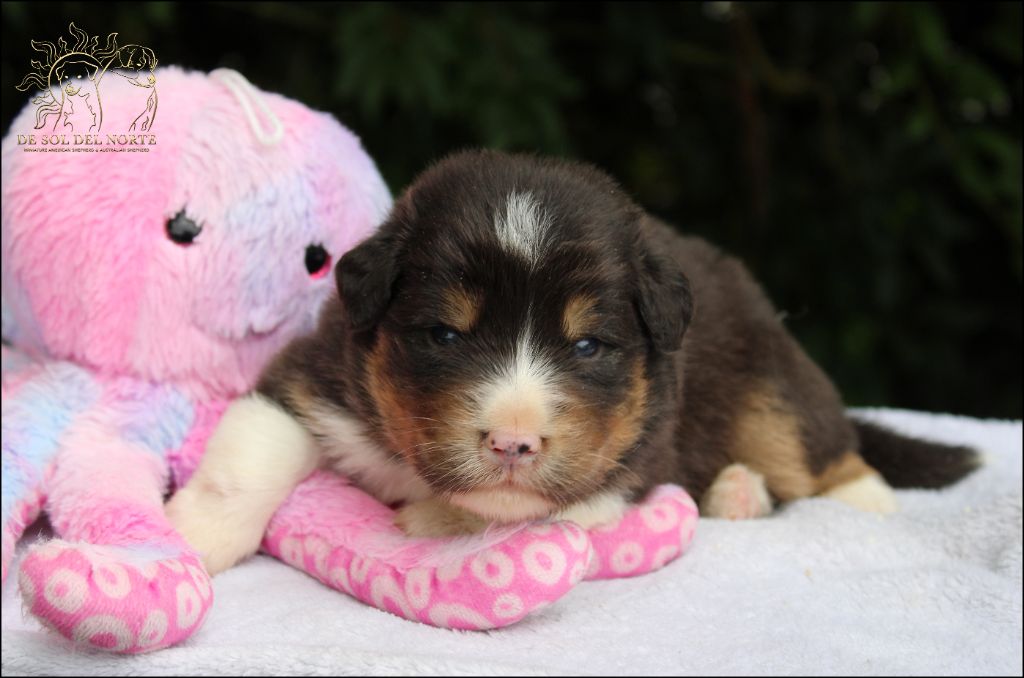 De Sol Del Norte - Chiots disponibles - Berger Australien