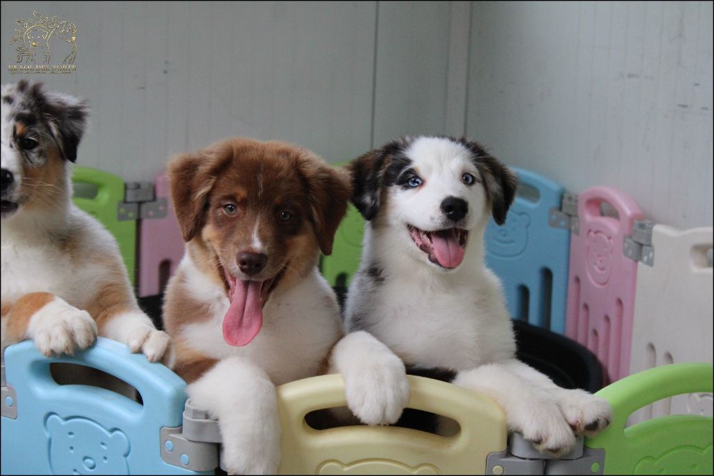 De Sol Del Norte - Chiots disponibles - Berger Australien
